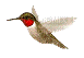 vogel - Ingyenes animált GIF