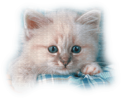 minou-white-cat - δωρεάν png