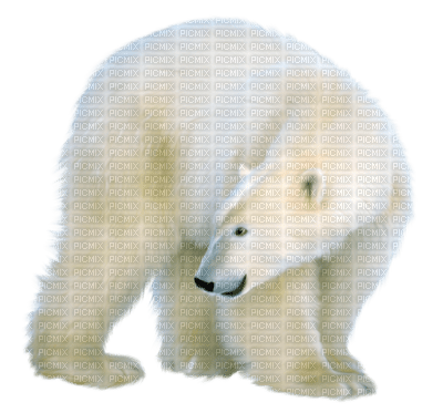 polar bear bp - PNG gratuit