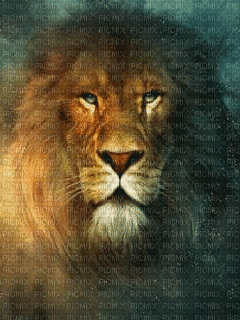 lion - Free animated GIF