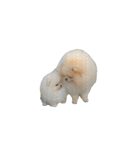 Pomeranian - Free PNG