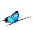 butterflies katrin - GIF animé gratuit