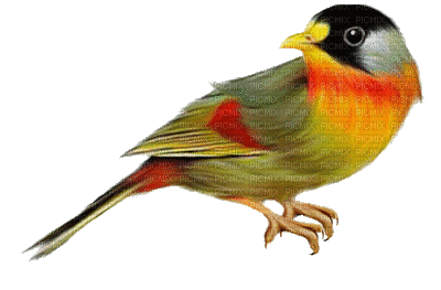 Kaz_Creations Birds Bird - GIF animado gratis