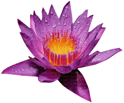 lotus.Cheyenne63 - png grátis