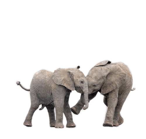 elefant milla1959 - 無料png