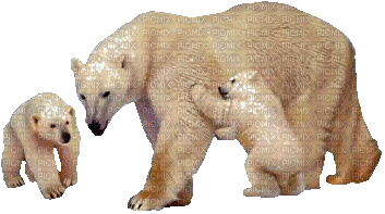 bear bär winter milla1959 - GIF animado gratis