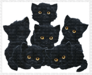 chats noirs - Free animated GIF