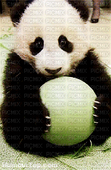 panda - Gratis animeret GIF