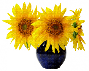sunflowers - 無料png