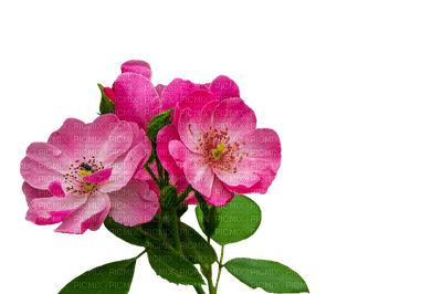 Trandafir 34 - nemokama png