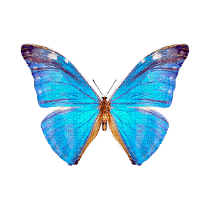 Butterfly - Free animated GIF