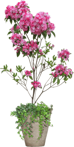 blomma i kruka - бесплатно png
