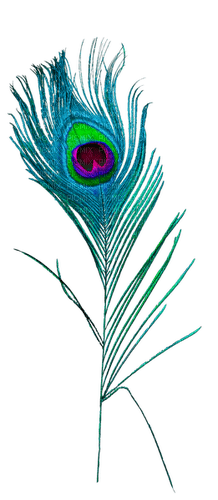 Peacock feather - darmowe png