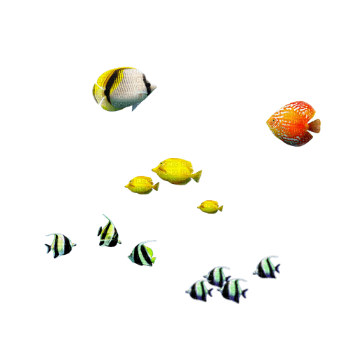 fishes Bb2 - фрее пнг