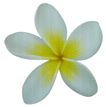 frangipani - png grátis