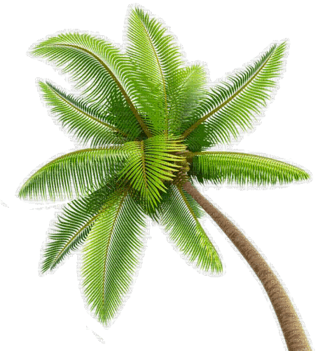 palma - Darmowy animowany GIF
