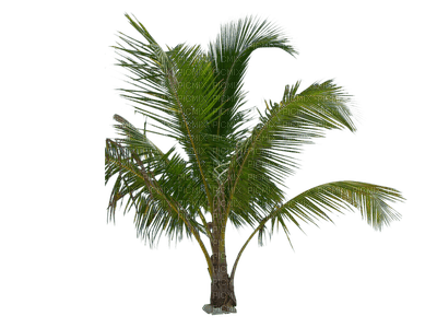 palma - zdarma png