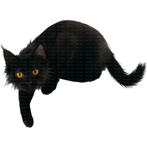 black cat - zdarma png