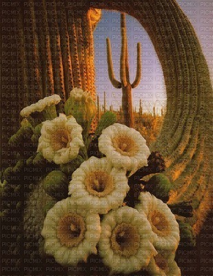 cactus - besplatni png