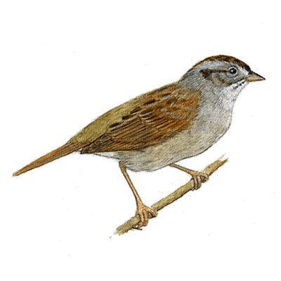 sparrow - ingyenes png