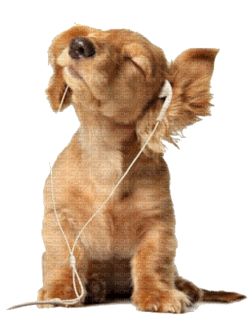 Hond - Безплатен анимиран GIF
