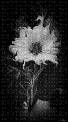 flower daisy- NitsaPap - 無料のアニメーション GIF