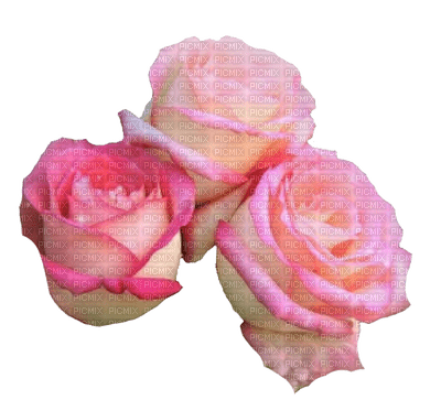 Roses - png gratuito