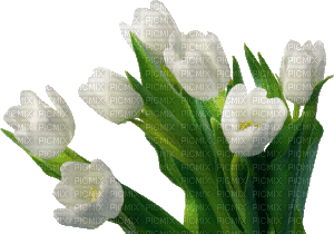tulip (created with gimp) - Бесплатный анимированный гифка