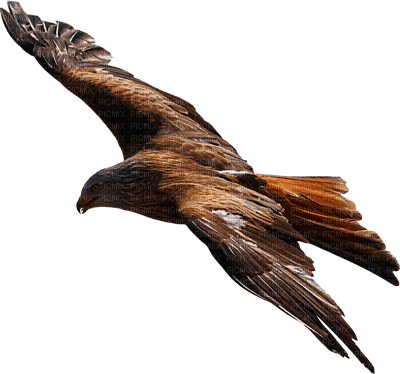 eagle bp - darmowe png