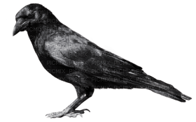 crow katrin - png ฟรี