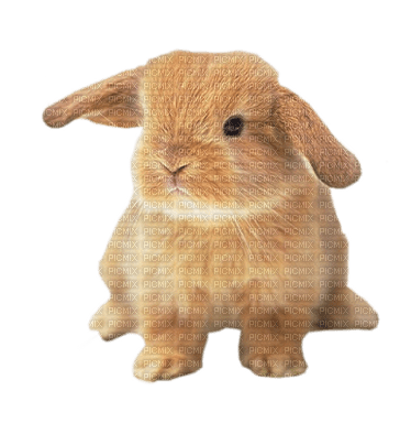 lapin - δωρεάν png