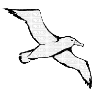albatross - png ฟรี