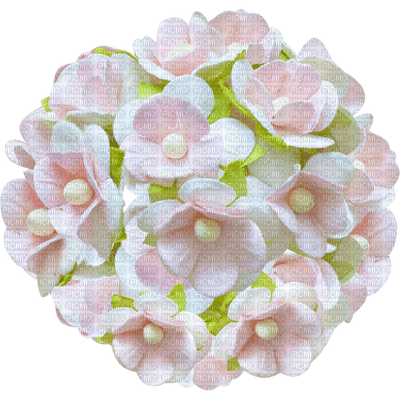 minou-flower-blomma-fiori-fleur - бесплатно png