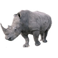 rhino - Free PNG