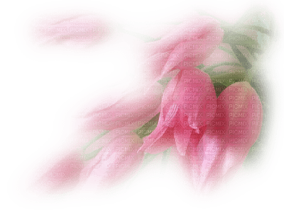 tulipes rose