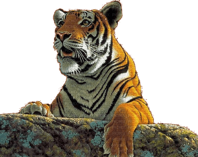 aze tigre - Free PNG