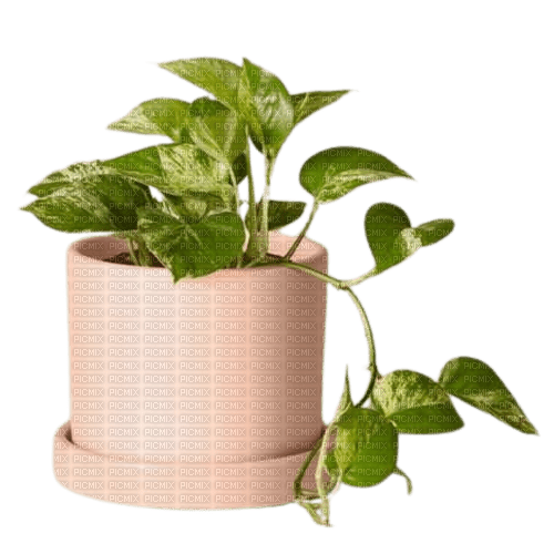 potted plant - png gratuito