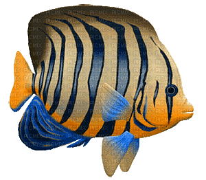 fish bp - 無料のアニメーション GIF