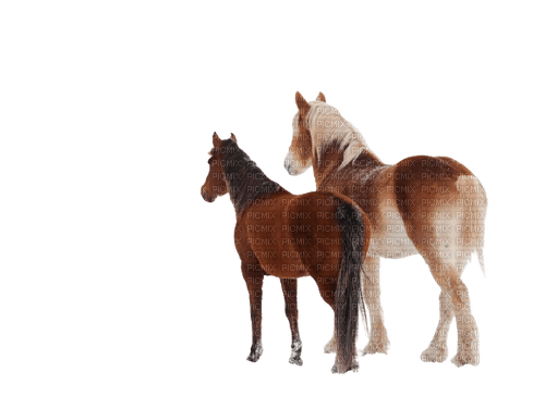 maj chevaux - png gratis