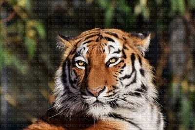 MMarcia tigre natureza fundo - zdarma png