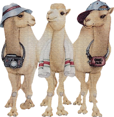 camel bp - Nemokamas animacinis gif