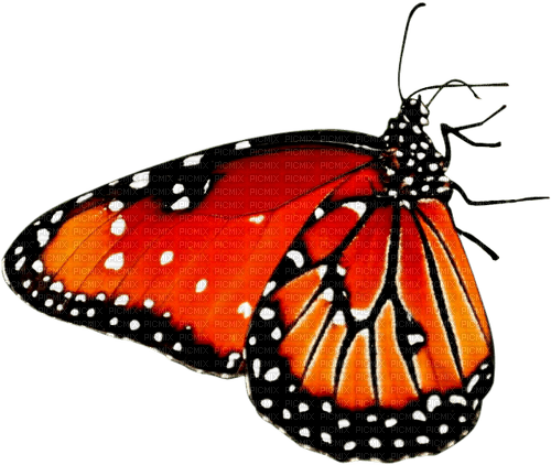 butterfly Bb2 - png gratuito