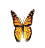 Butterfly, Butterflies, Deco, GIF - Jitter.Bug.Girl - Zdarma animovaný GIF