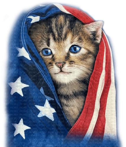 Kitten.Patriotic.4th Of July - By KittyKatLuv65 - bezmaksas png