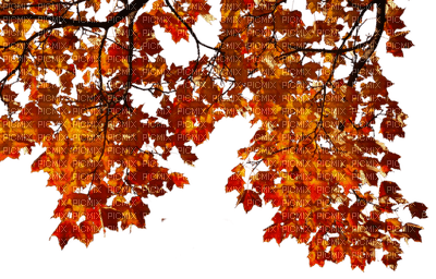 Ветка с  листьями - png grátis
