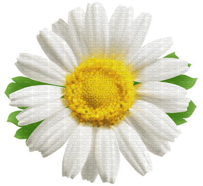 Kaz_Creations Flowers Flower - png gratis