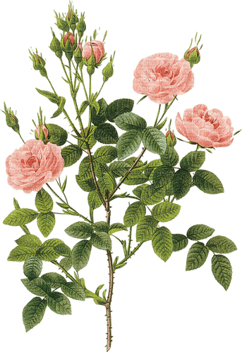 Розовые розы - nemokama png