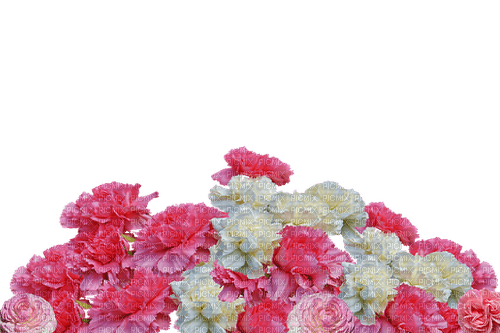 Carnation Flowers - PNG gratuit