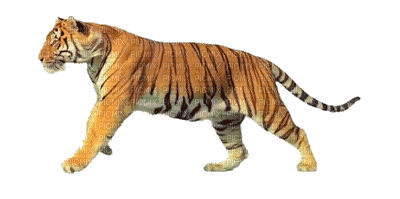 Asian Tiger - GIF animé gratuit