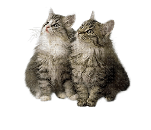Kaz_Creations Cats Kittens - nemokama png